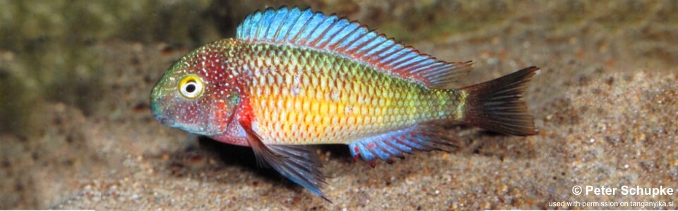 Tropheus moorii 'Lufubu'<br><font color=gray>Purple Rainbow</font>